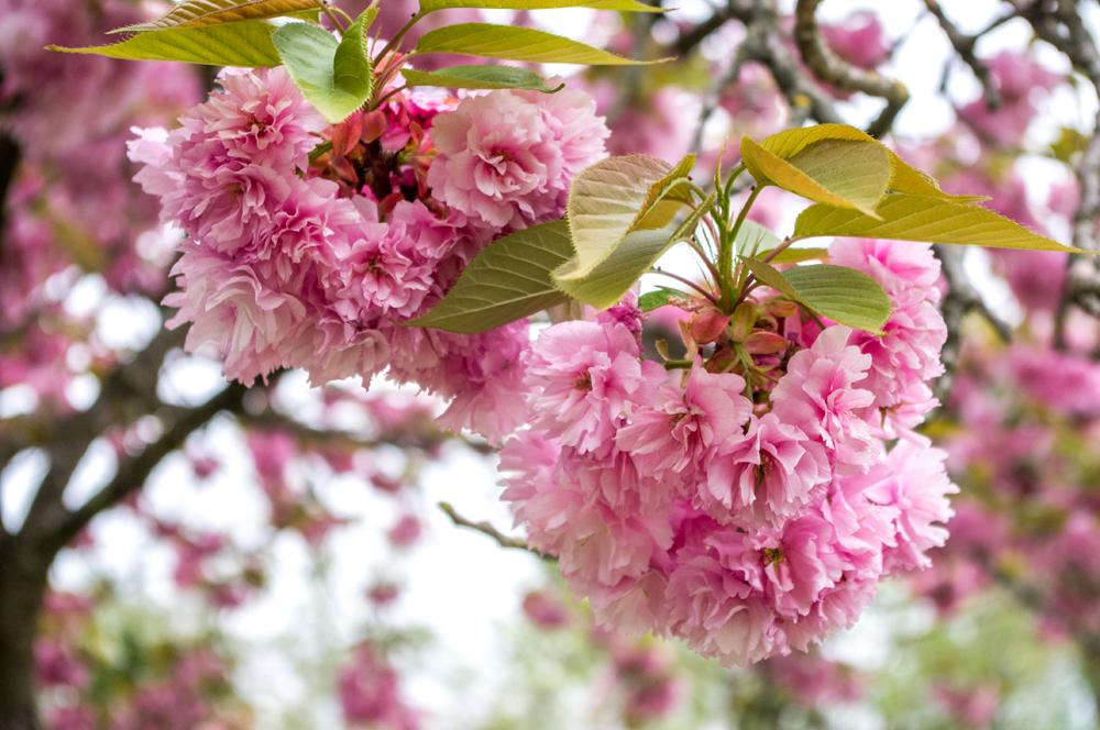 toulouse jardin japonais printemps