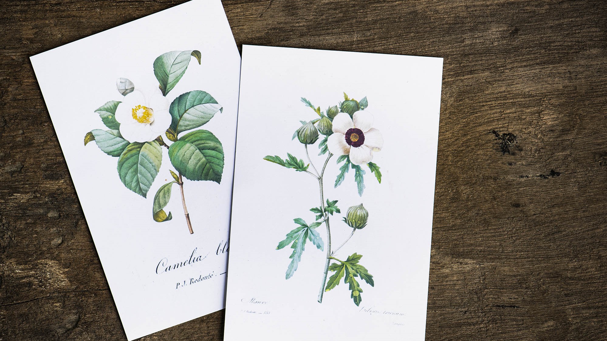 Floral designed greeting cards