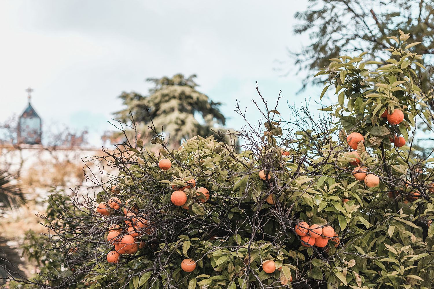 orangers de valencia