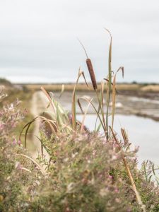 ile de ré été 2017