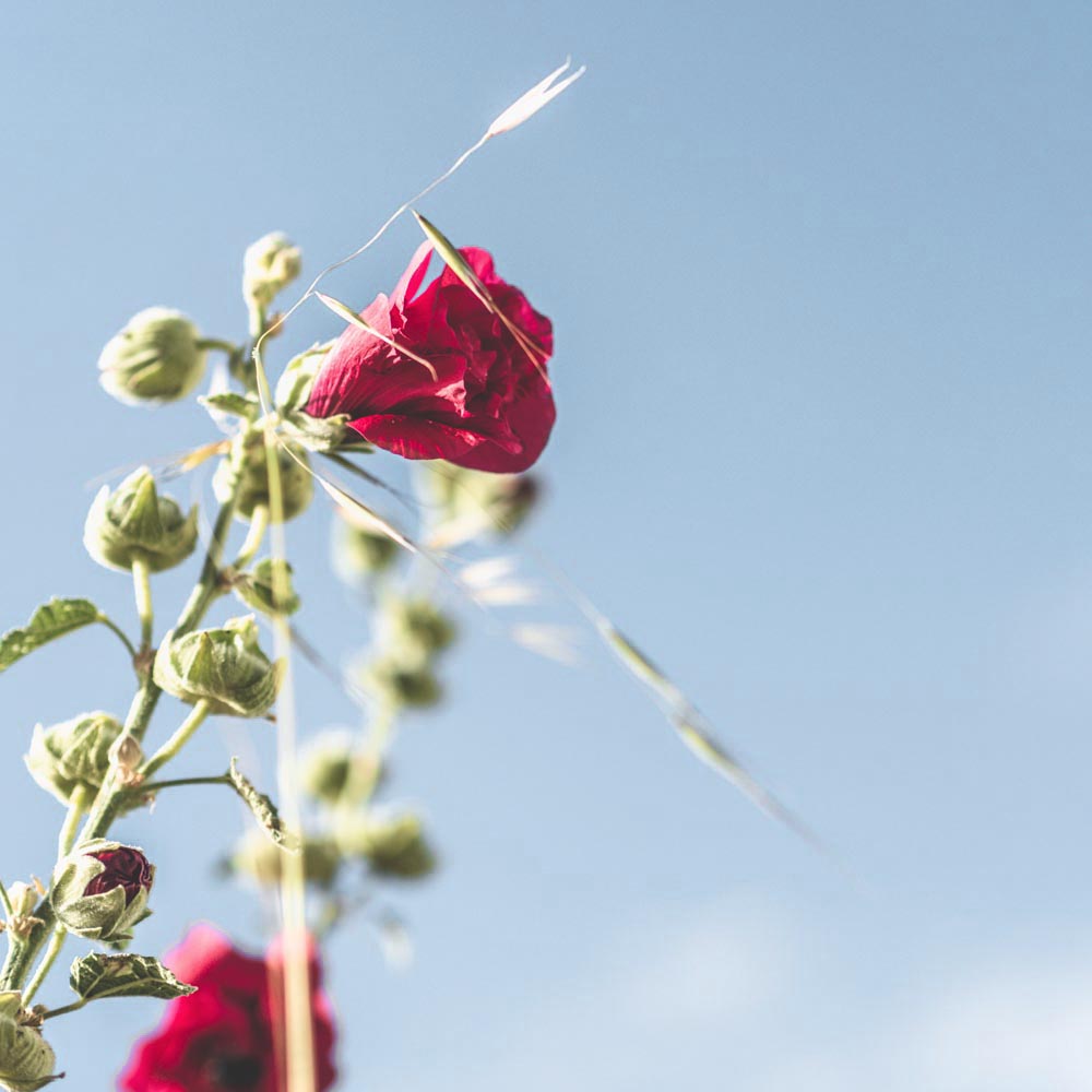 puis un petit tour au milieu des vignes. Comme je l'expliquais sur Instagram, ces dernières sont protégées du vent par des haies de bambous. 