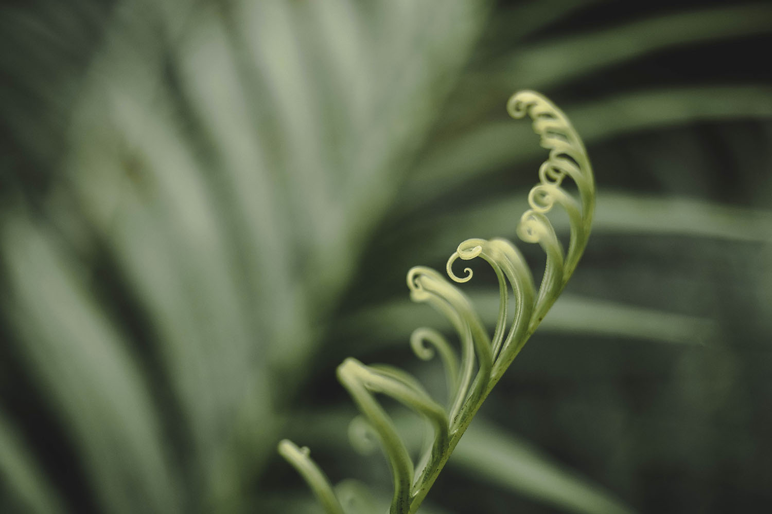 montréal jardin botanique