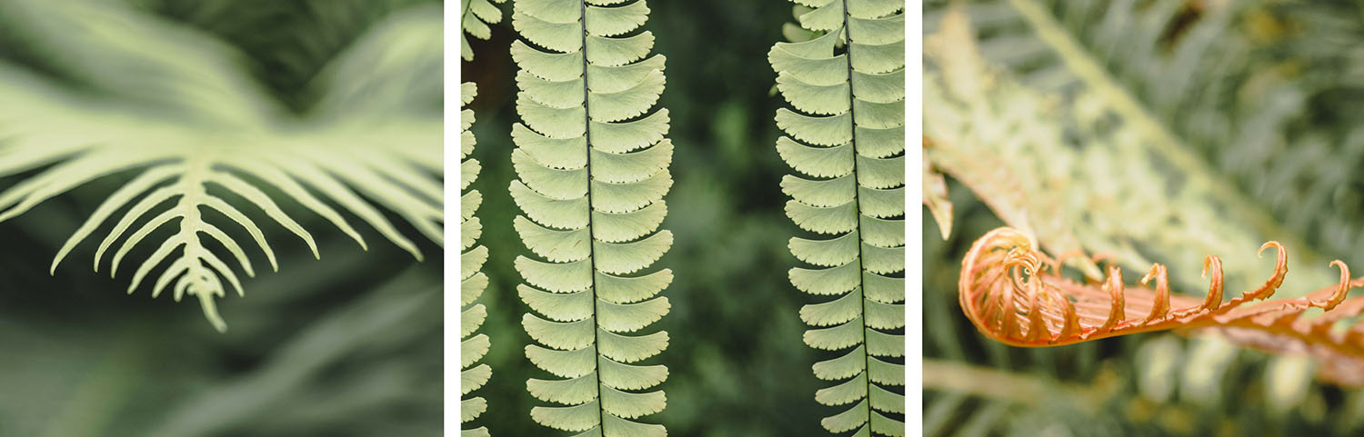 jardin botanique de montréal 