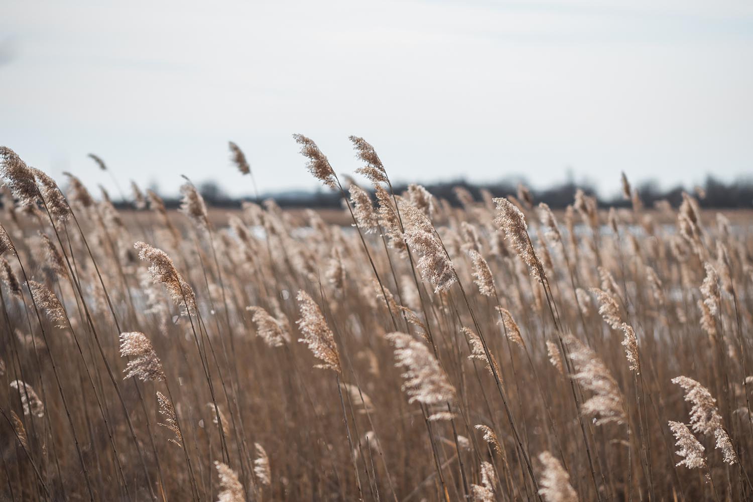 Plum Island