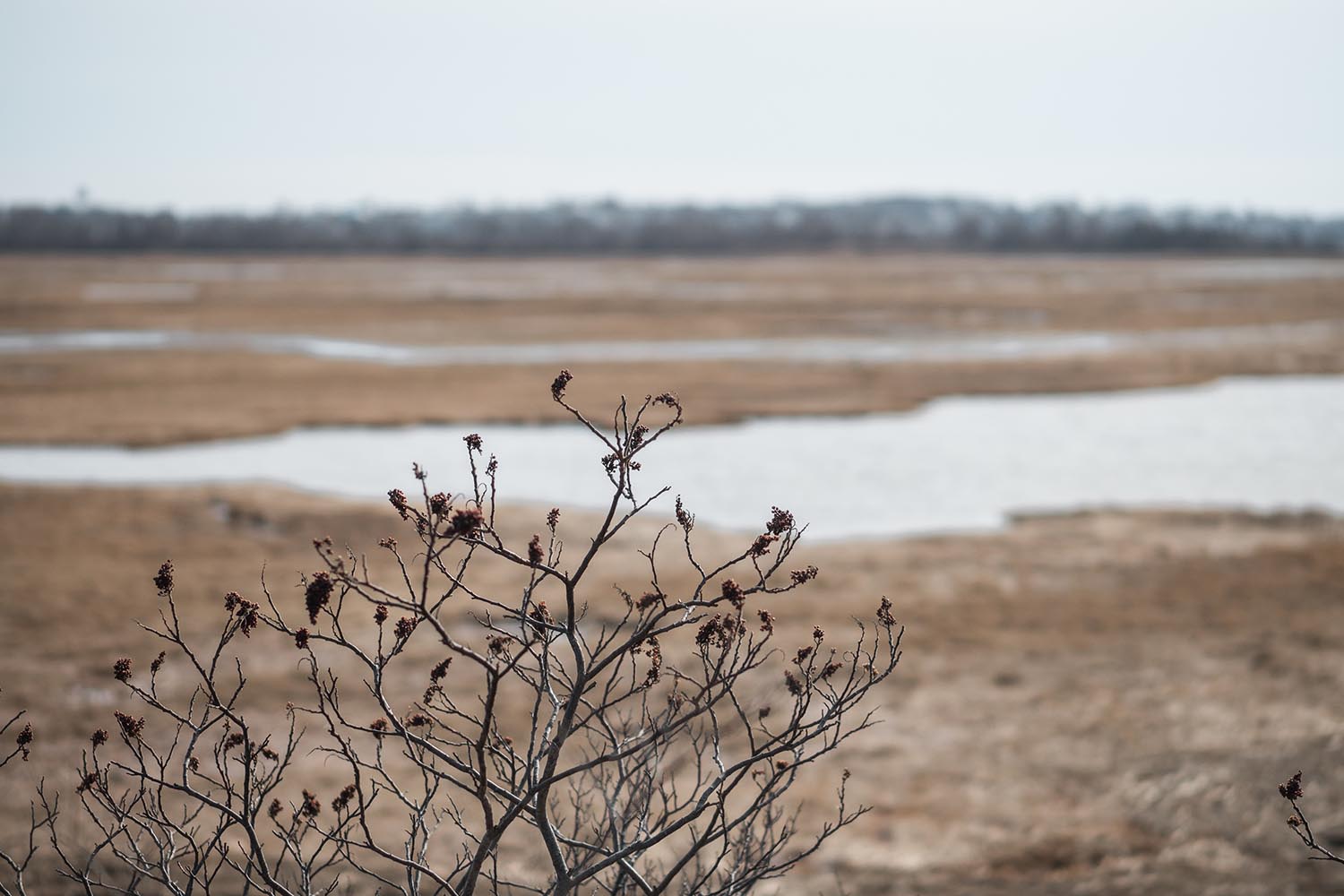 Plum Island