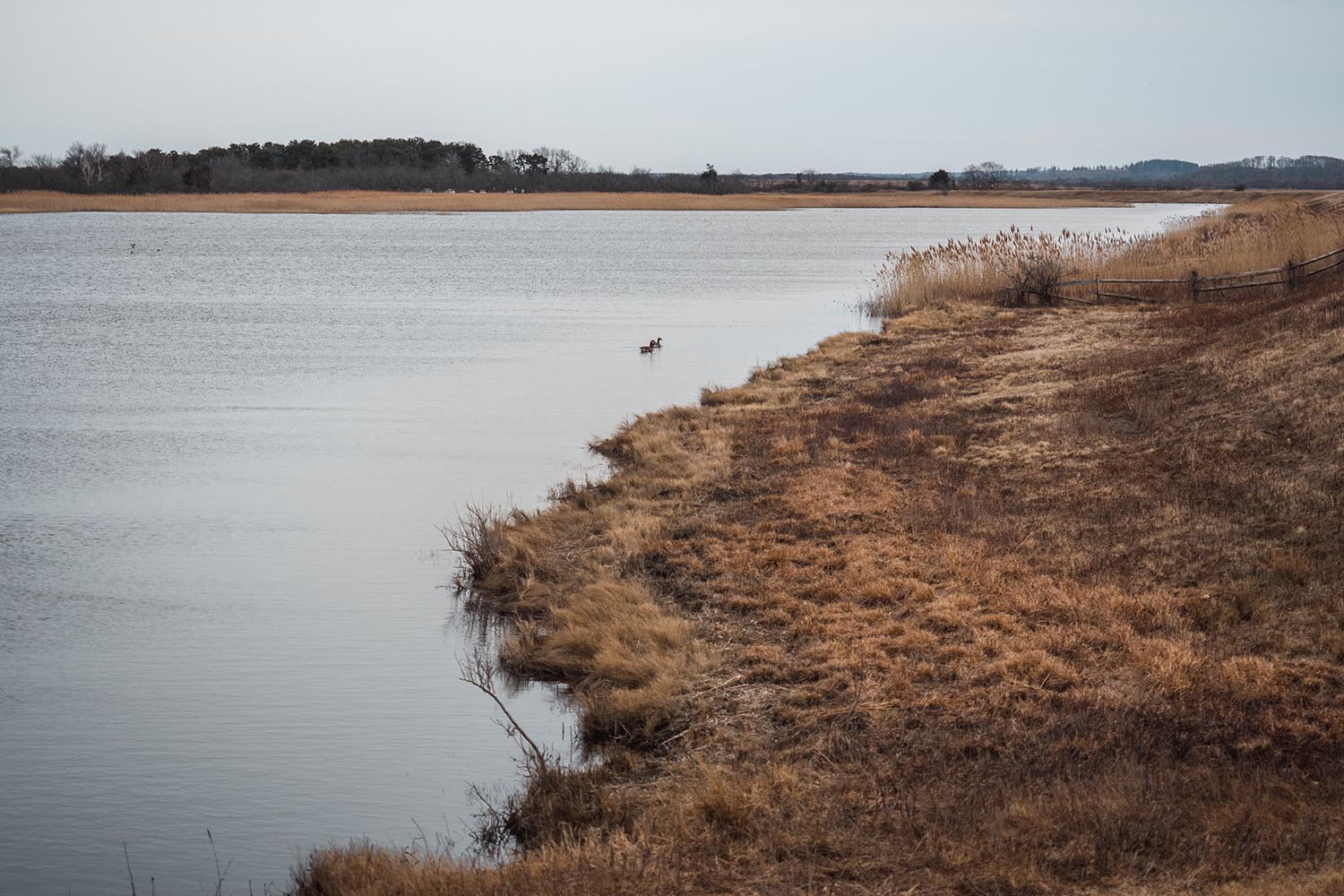 Plum Island