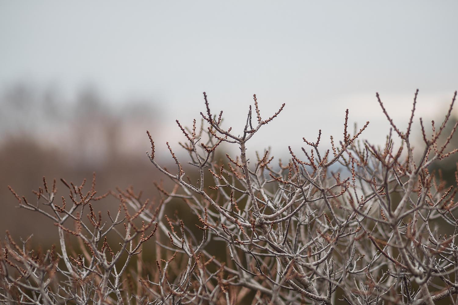 Plum Island