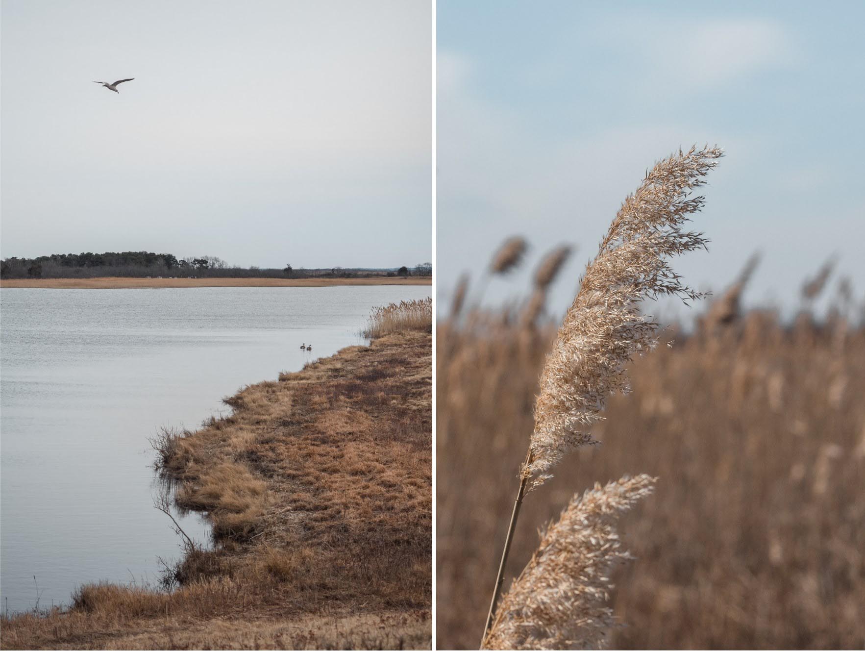 plum island ma 