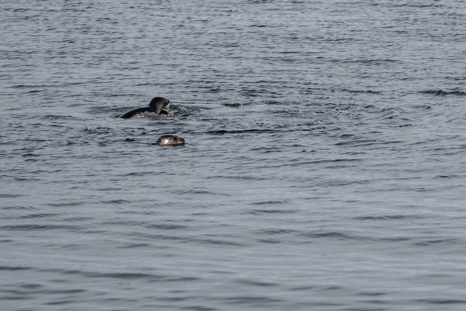 phoques dans l'eau