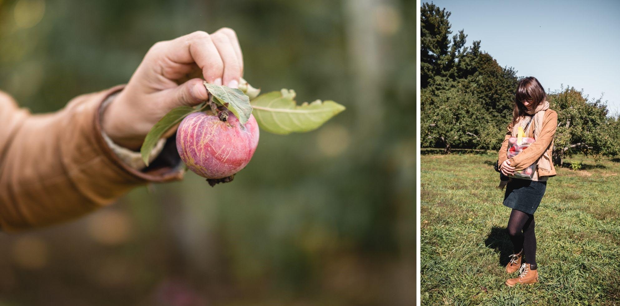 cueillette pommes nouvelle angleterre