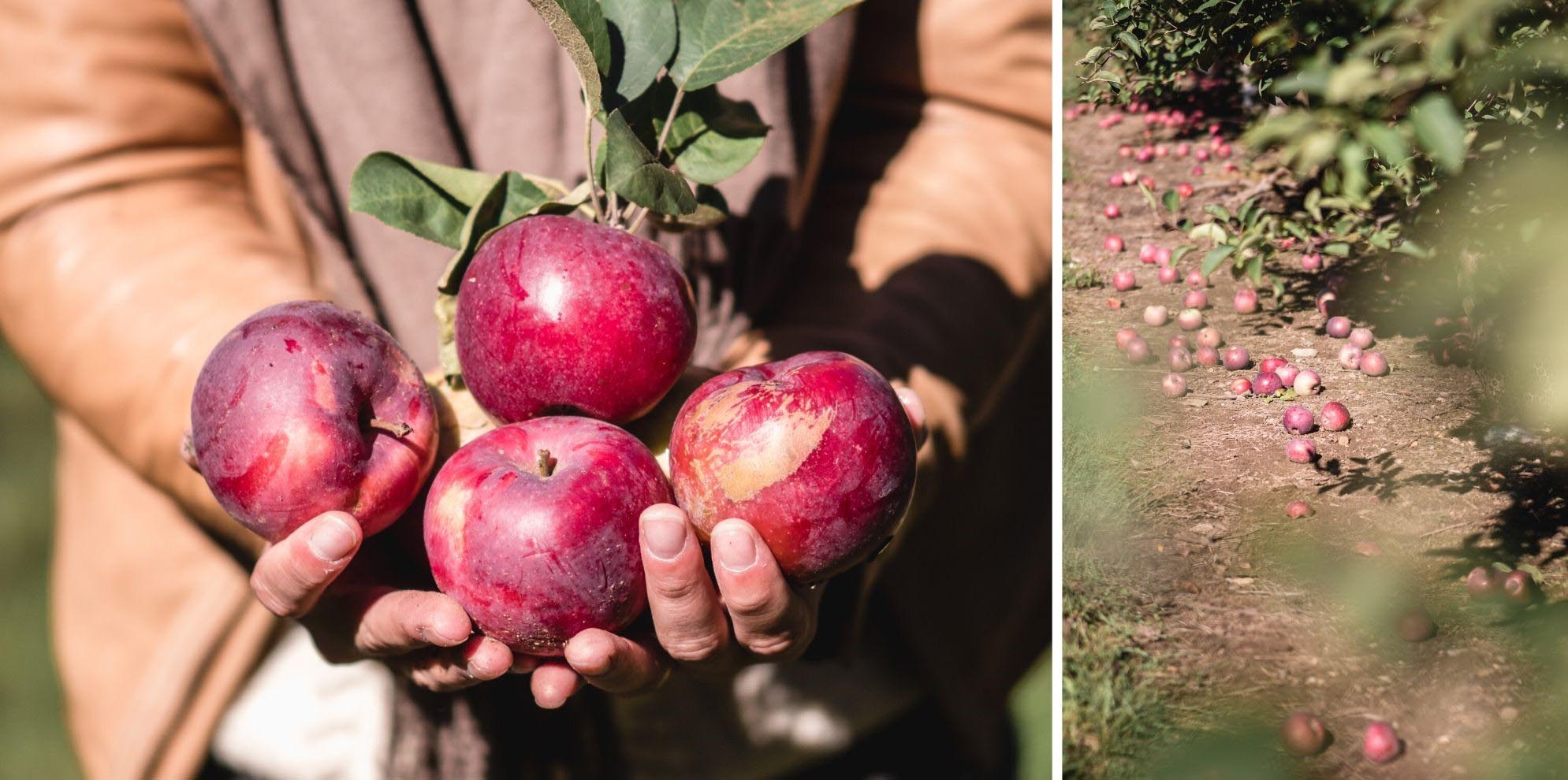 cueillette pommes nouvelle angleterre