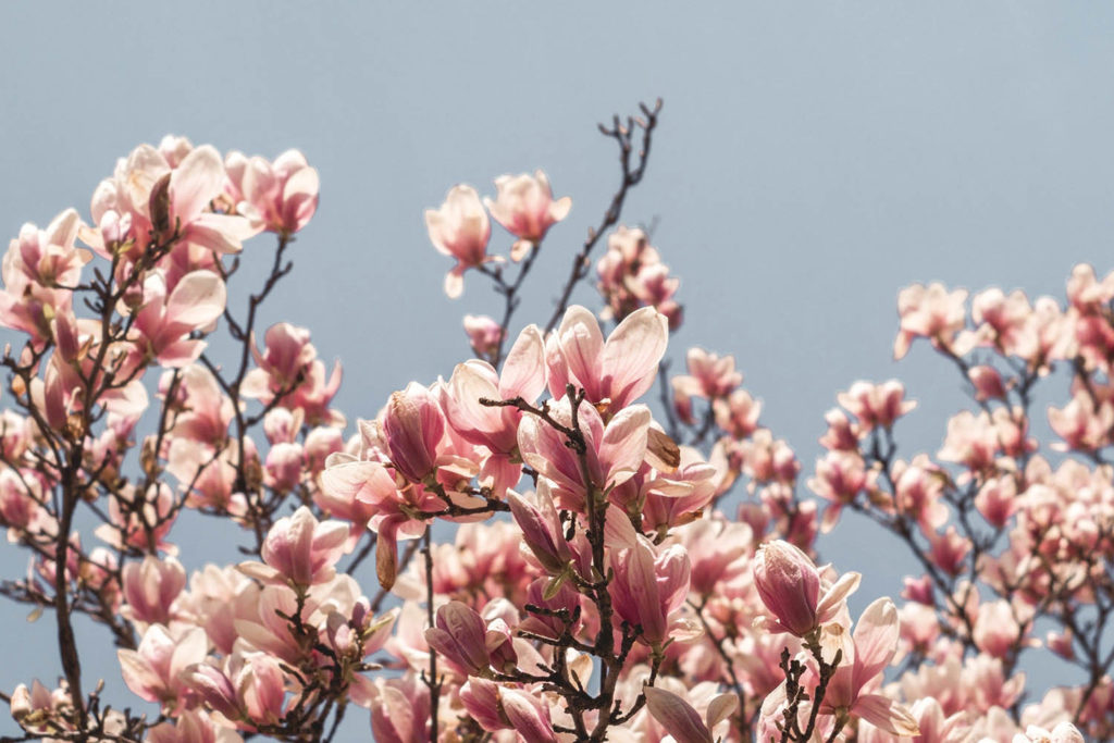 ou-admirer-le-printemps-a-boston