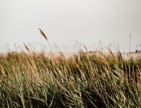 idées de visites en camargue