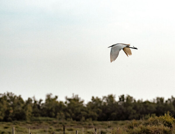 visite parc ornithologique pont de gau
